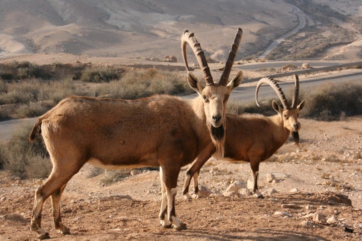 Ibex Israel