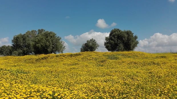 spring in Israel